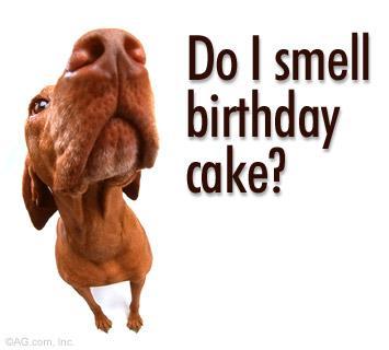birthday_dog.jpg